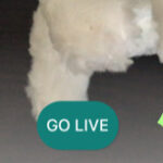 ライブ配信画面をキレイにデコル~YouTubeスマホ配信のオススメアプリStreamlabs